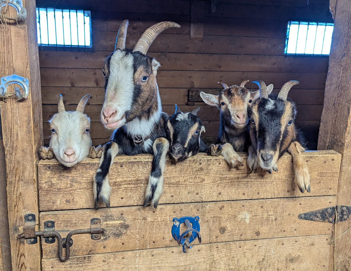 Ella et son clan