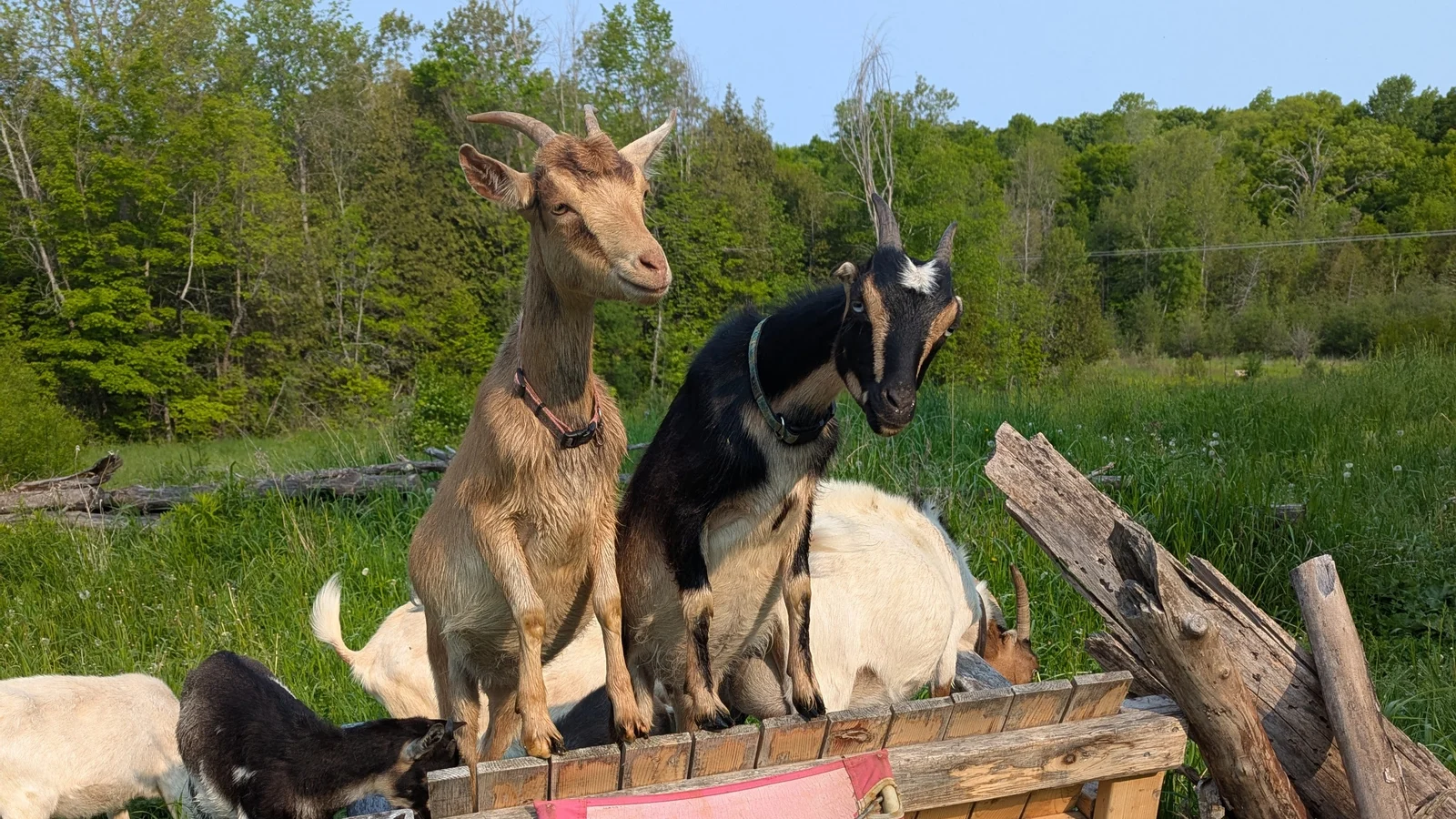 The Ecological Purpose of Livestock Versus the Reductionist Lens of Popular Food Media